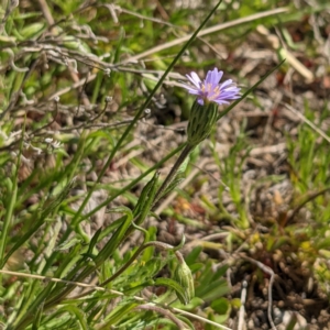 Vittadinia cuneata at Stromlo, ACT - 28 Sep 2021