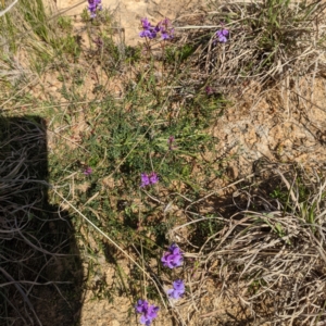 Swainsona monticola at Stromlo, ACT - 28 Sep 2021