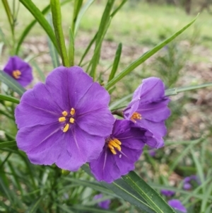 Solanum linearifolium at Hackett, ACT - 28 Sep 2021 11:03 AM