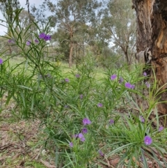 Solanum linearifolium at Hackett, ACT - 28 Sep 2021 11:03 AM