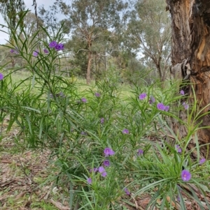 Solanum linearifolium at Hackett, ACT - 28 Sep 2021 11:03 AM