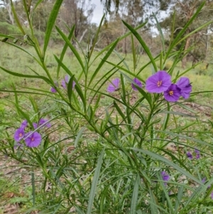 Solanum linearifolium at Hackett, ACT - 28 Sep 2021 11:03 AM