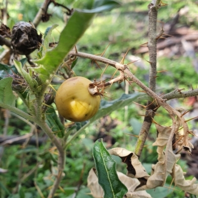 Solanum cinereum (Narrawa Burr) at Pialligo, ACT - 28 Sep 2021 by Helberth