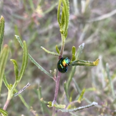 Callidemum hypochalceum (Hop-bush leaf beetle) at Melrose - 28 Sep 2021 by Shazw