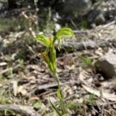 Bunochilus umbrinus (ACT) = Pterostylis umbrina (NSW) (Broad-sepaled Leafy Greenhood) at Tuggeranong DC, ACT by Shazw