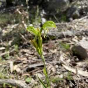 Bunochilus umbrinus at suppressed - 25 Sep 2021