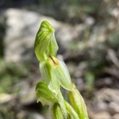 Bunochilus umbrinus at suppressed - 25 Sep 2021