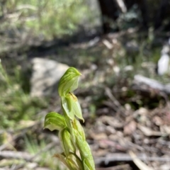 Bunochilus umbrinus at suppressed - 25 Sep 2021