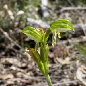 Bunochilus umbrinus at suppressed - 25 Sep 2021