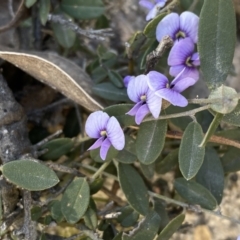 Hovea heterophylla at Conder, ACT - 25 Sep 2021