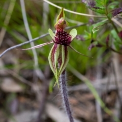 Caladenia actensis (Canberra Spider Orchid) by mlech