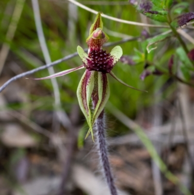 Caladenia actensis (Canberra Spider Orchid) by mlech