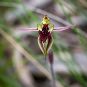 Caladenia actensis at suppressed - 17 Sep 2021