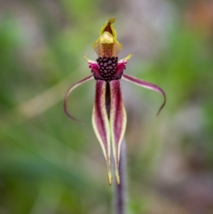 Caladenia actensis at suppressed - 17 Sep 2021