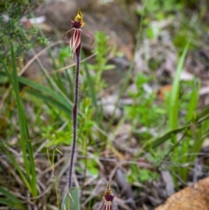 Caladenia actensis at suppressed - 17 Sep 2021