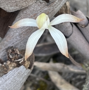 Caladenia ustulata at Aranda, ACT - 28 Sep 2021