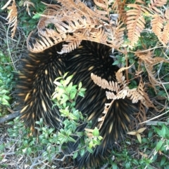 Tachyglossus aculeatus (Short-beaked Echidna) at Evans Head, NSW - 28 Sep 2021 by Claw055