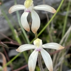 Caladenia ustulata (Brown Caps) at Downer, ACT - 28 Sep 2021 by JVR