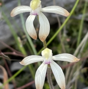 Caladenia ustulata at Downer, ACT - suppressed