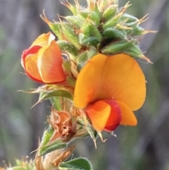 Pultenaea procumbens (Bush Pea) at Jerrabomberra, ACT - 27 Sep 2021 by AnneG1