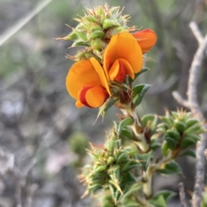 Pultenaea procumbens at Jerrabomberra, ACT - 27 Sep 2021