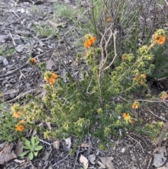 Pultenaea procumbens at Jerrabomberra, ACT - 27 Sep 2021