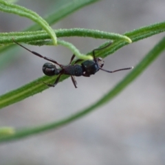 Rhytidoponera metallica (Greenhead ant) at Jerrabomberra, ACT - 27 Sep 2021 by AnneG1