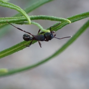 Rhytidoponera metallica at Jerrabomberra, ACT - 27 Sep 2021