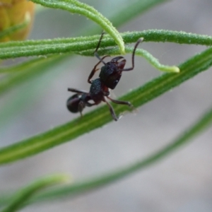 Rhytidoponera metallica at Jerrabomberra, ACT - 27 Sep 2021