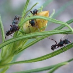 Rhytidoponera metallica at Jerrabomberra, ACT - 27 Sep 2021