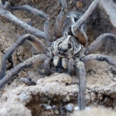 Tasmanicosa sp. (genus) (Tasmanicosa wolf spider) at Rugosa - 28 Sep 2021 by SenexRugosus