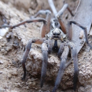 Tasmanicosa sp. (genus) at Yass River, NSW - 28 Sep 2021