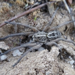 Tasmanicosa sp. (genus) at Yass River, NSW - 28 Sep 2021