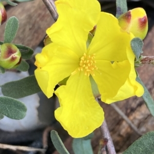 Hibbertia obtusifolia at Jerrabomberra, ACT - 27 Sep 2021 04:48 PM