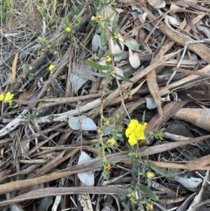 Hibbertia obtusifolia at Jerrabomberra, ACT - 27 Sep 2021 04:48 PM