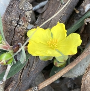 Hibbertia obtusifolia at Jerrabomberra, ACT - 27 Sep 2021 04:48 PM