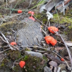 Tubifera ferruginosa Complex at Acton, ACT - 28 Sep 2021