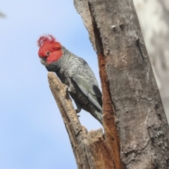 Callocephalon fimbriatum (Gang-gang Cockatoo) at Bruce Ridge to Gossan Hill - 27 Sep 2021 by AlisonMilton