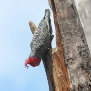 Callocephalon fimbriatum at Bruce, ACT - suppressed