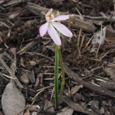 Caladenia carnea (Pink Fingers) at The Pinnacle - 28 Sep 2021 by pinnaCLE