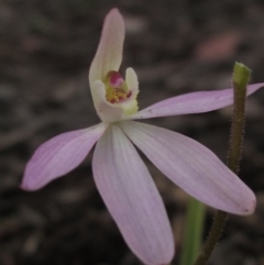 Caladenia carnea at Weetangera, ACT - suppressed