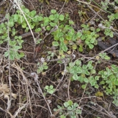 Stuartina muelleri (Spoon Cudweed) at Weetangera, ACT - 28 Sep 2021 by pinnaCLE