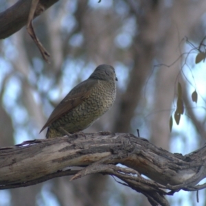 Ptilonorhynchus violaceus at Hawker, ACT - 28 Sep 2021