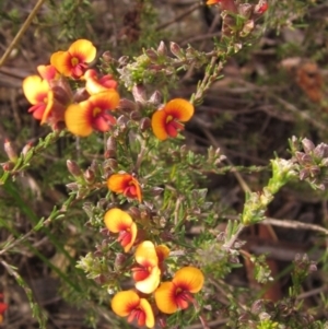 Dillwynia sericea at Holt, ACT - 27 Sep 2021 03:12 PM