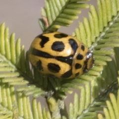 Peltoschema oceanica (Oceanica leaf beetle) at Bruce Ridge to Gossan Hill - 27 Sep 2021 by AlisonMilton