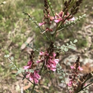 Indigofera adesmiifolia at Hall, ACT - 28 Sep 2021