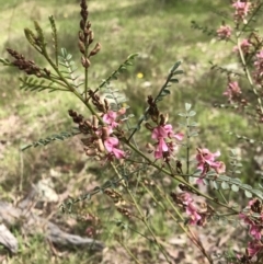 Indigofera adesmiifolia at Hall, ACT - 28 Sep 2021