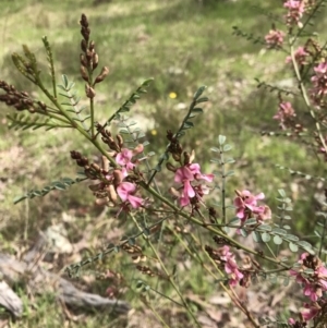 Indigofera adesmiifolia at Hall, ACT - 28 Sep 2021