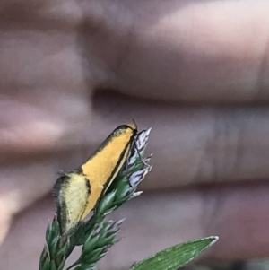 Philobota undescribed species near arabella at Garran, ACT - 25 Sep 2021