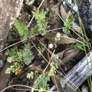 Cheilanthes distans at Garran, ACT - 24 Sep 2021